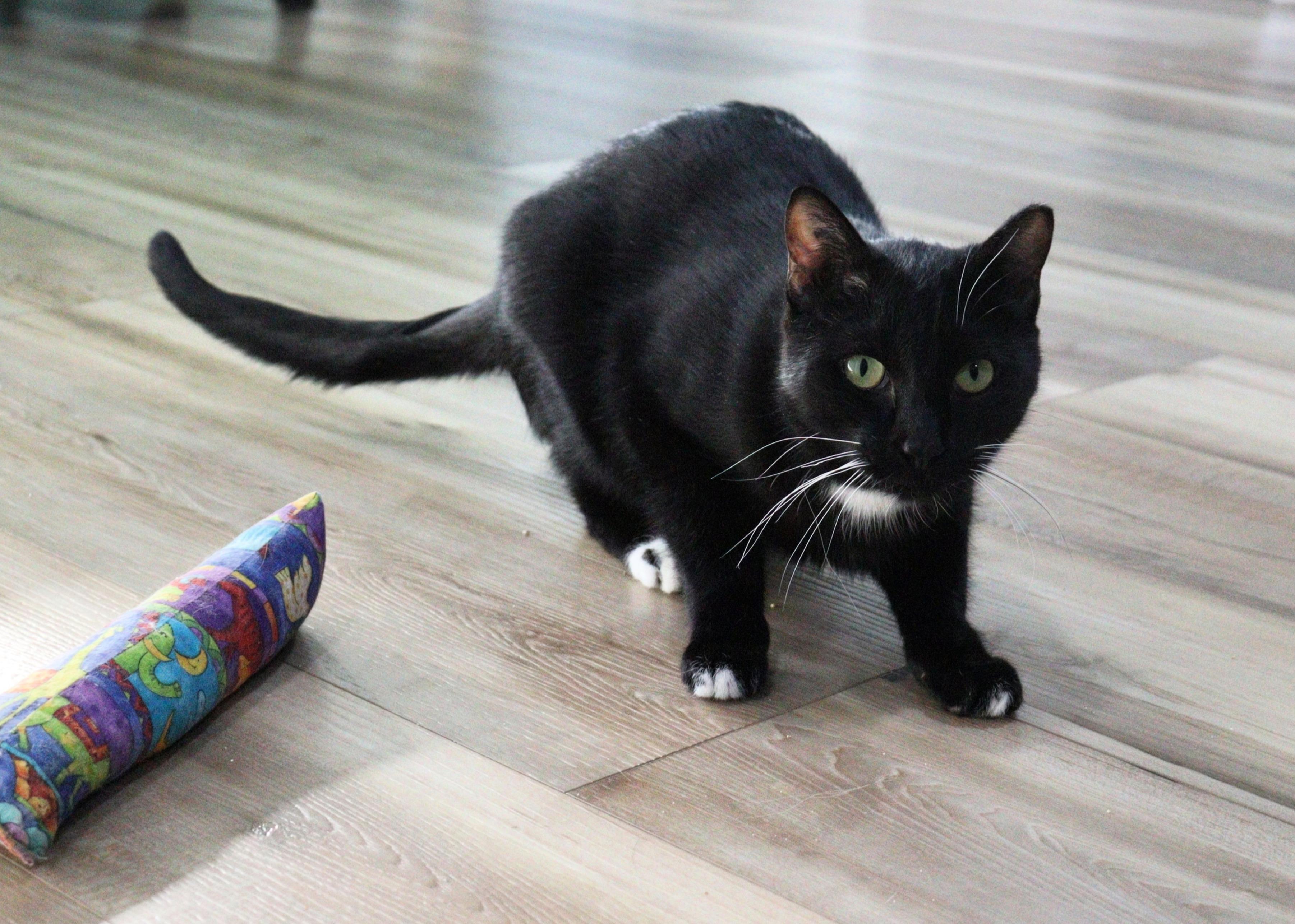 Enlarge Umbriel, a Adoptable Domestic Short Hair in Courtenay, BC image 2/5