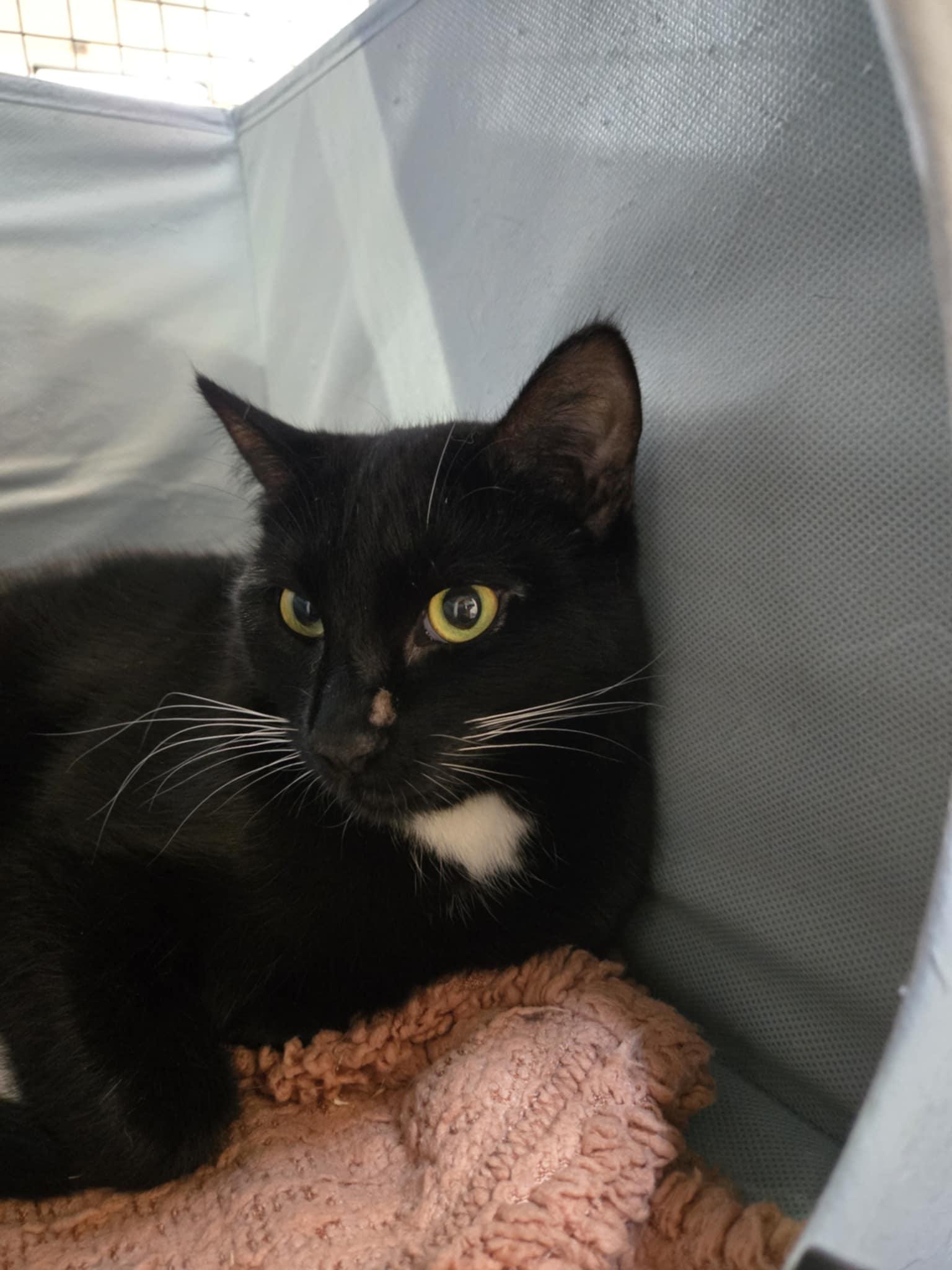 Umbriel, a Adoptable Domestic Short Hair in Courtenay, BC image 3/4