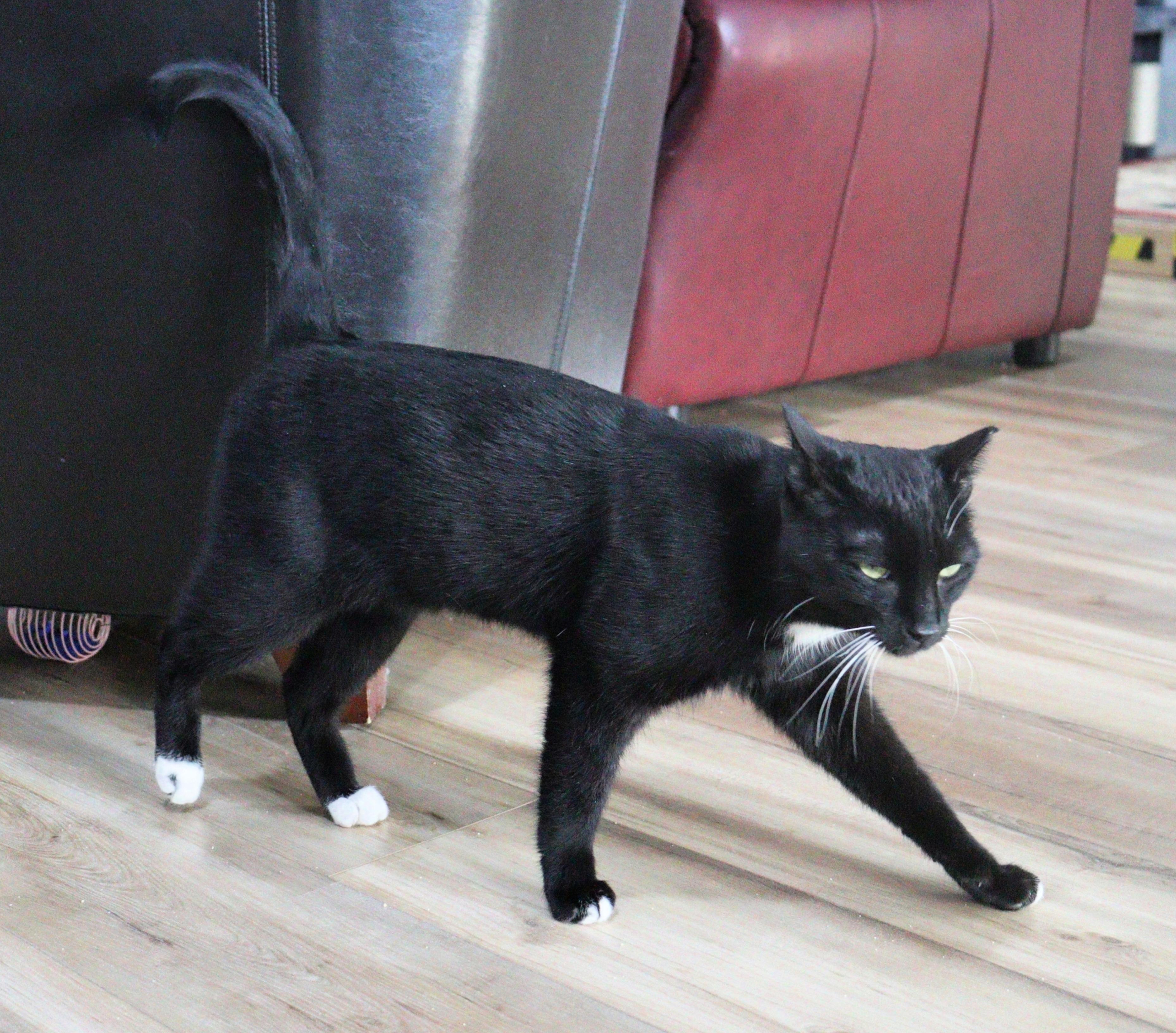 Enlarge Umbriel, a Adoptable Domestic Short Hair in Courtenay, BC image 3/5