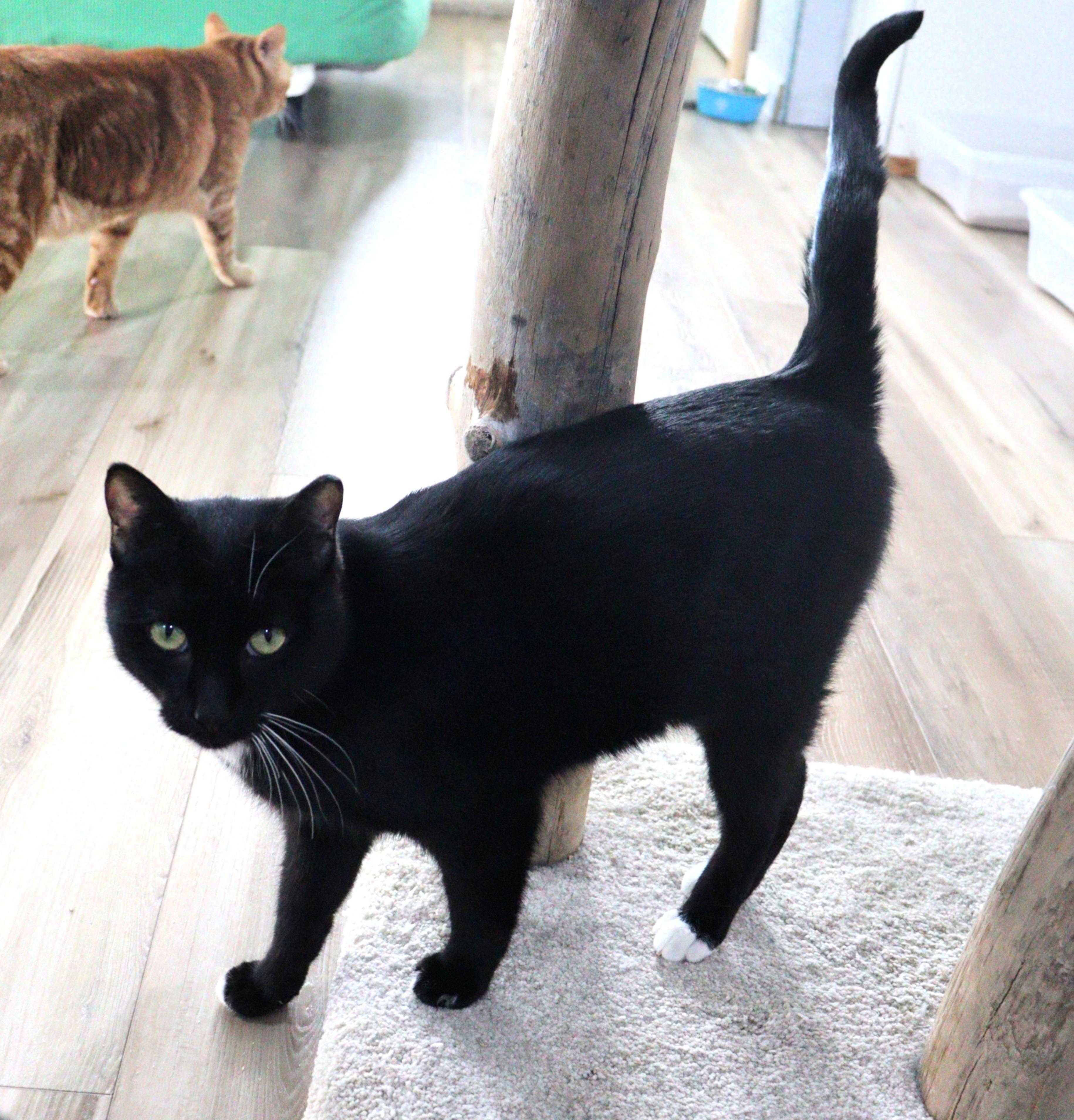 Enlarge Umbriel, a Adoptable Domestic Short Hair in Courtenay, BC image 1/5