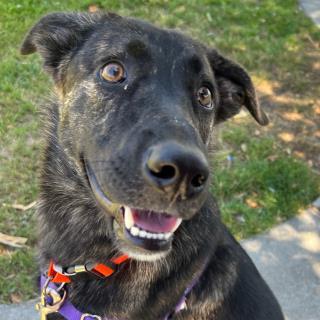CALLIE, Adoptable, Young Female German Shepherd Dog & Mixed Breed.