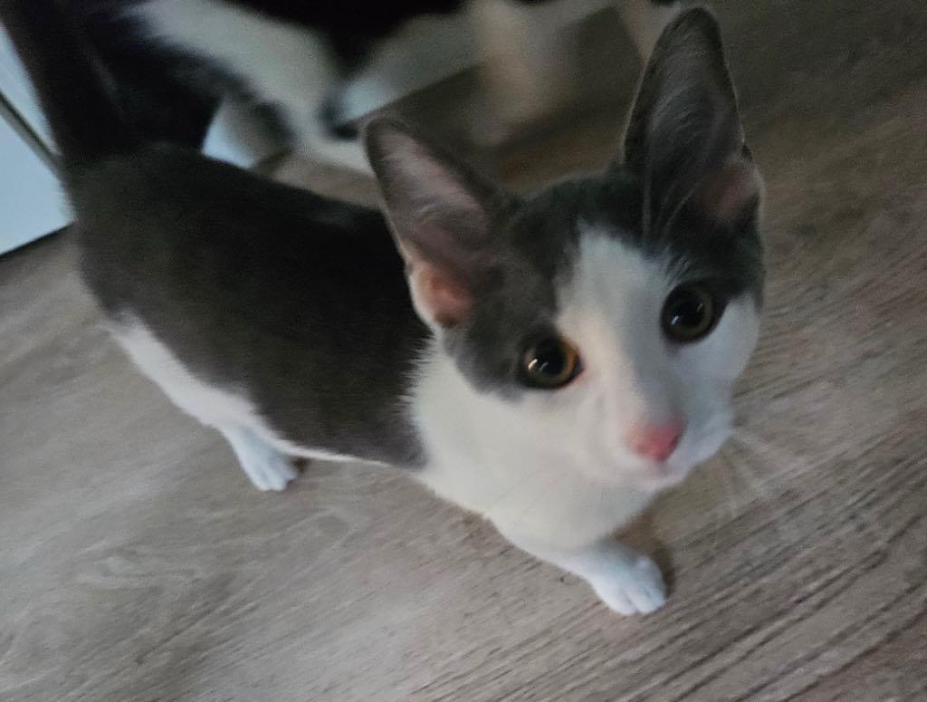 Puddles, a Adoptable Domestic Short Hair in Cortland, OH image 1/2