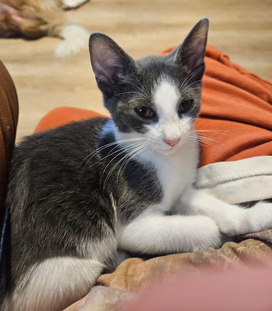 Puddles, a Adoptable Domestic Short Hair in Cortland, OH image 2/2