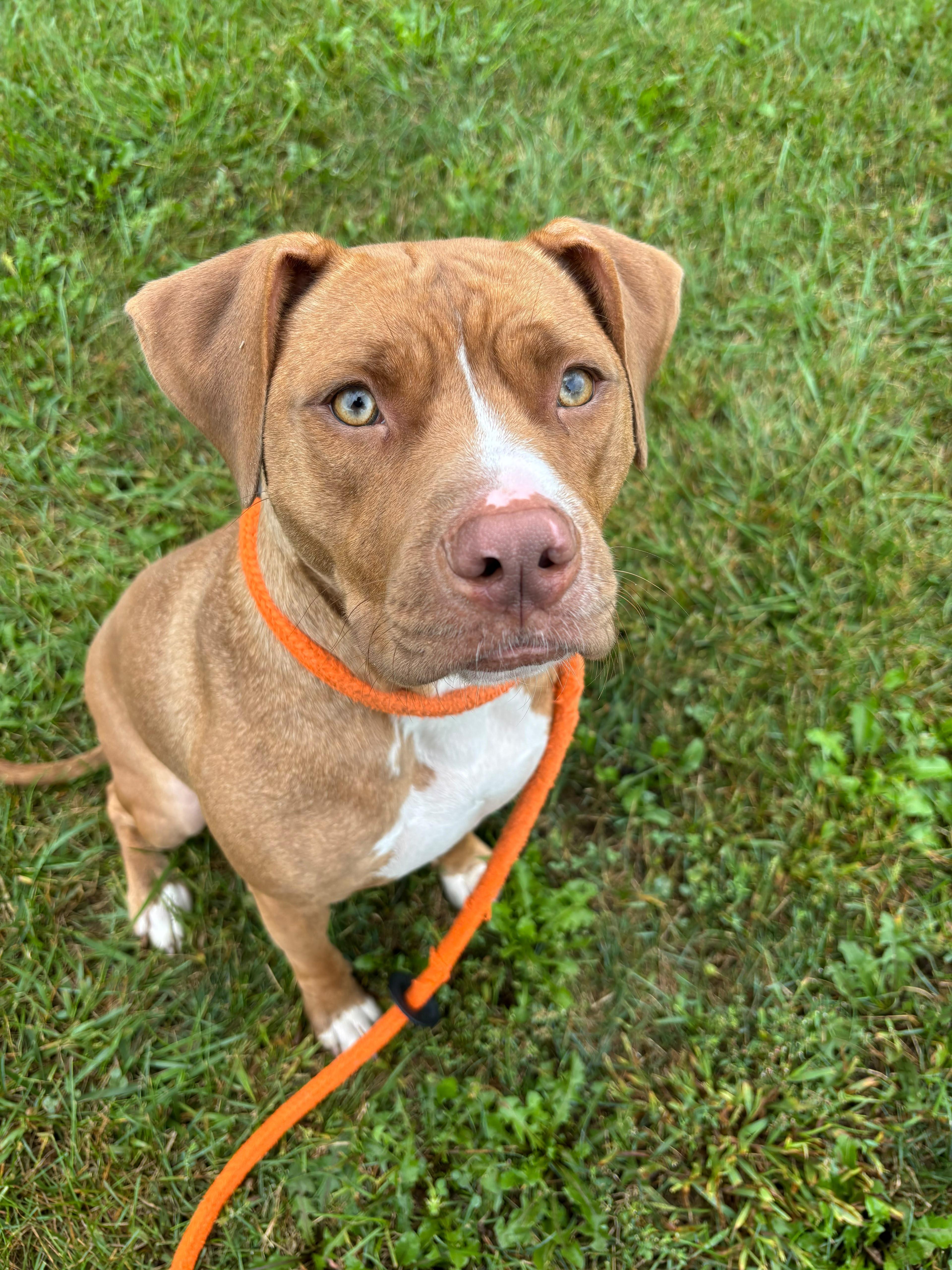Enlarge Mini, a Adoptable mixed breed in Benton Harbor, MI image 4/5