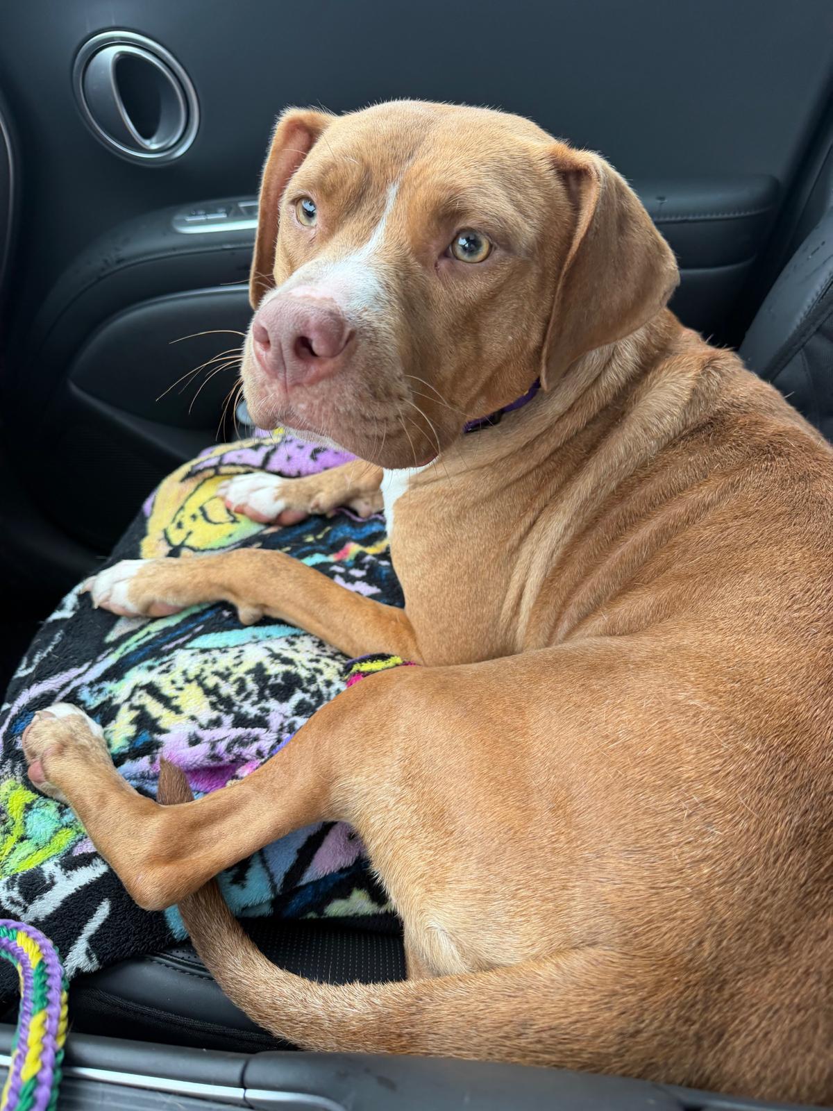 Enlarge Mini, a Adoptable mixed breed in Benton Harbor, MI image 3/5