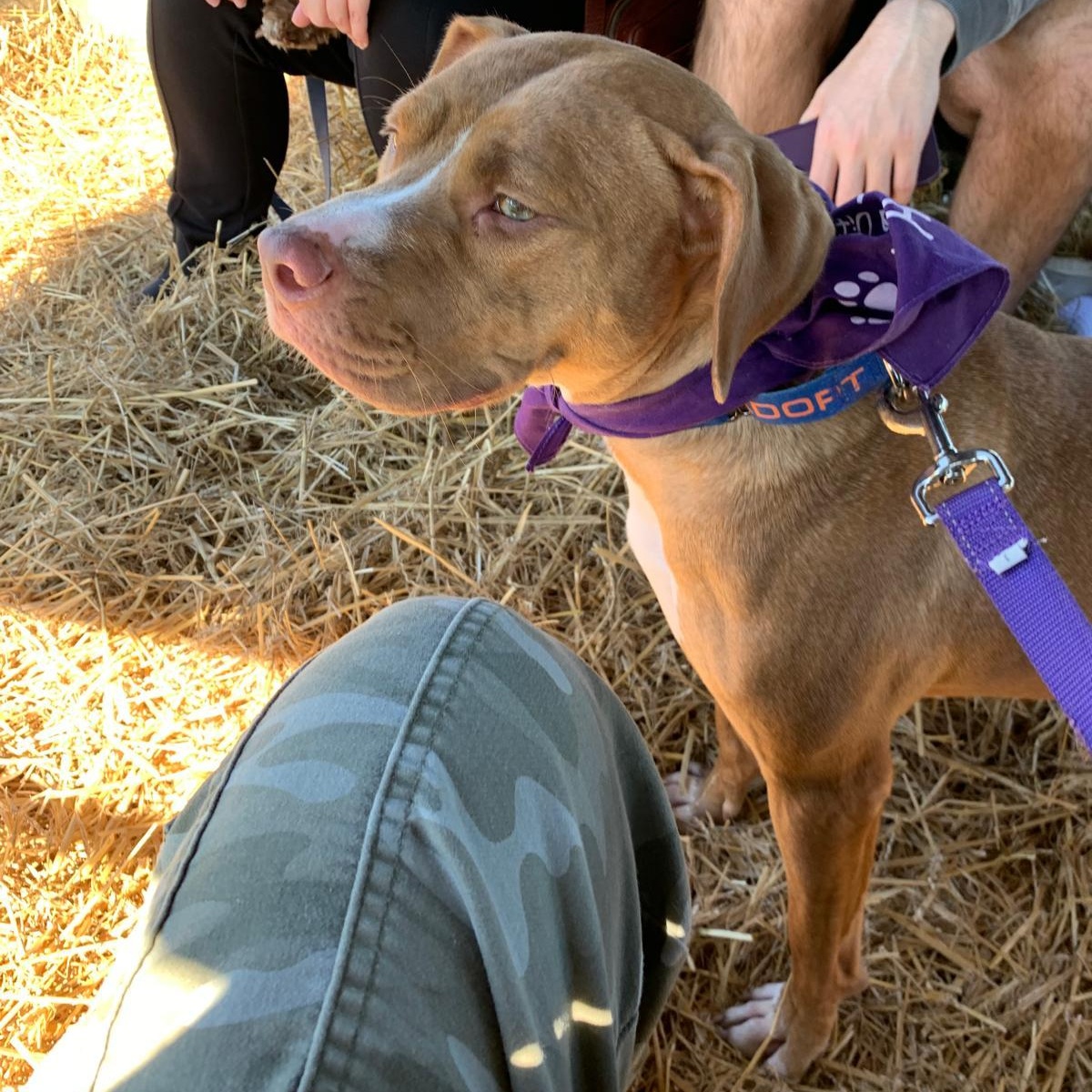 Enlarge Mini, a Adoptable mixed breed in Benton Harbor, MI image 1/5