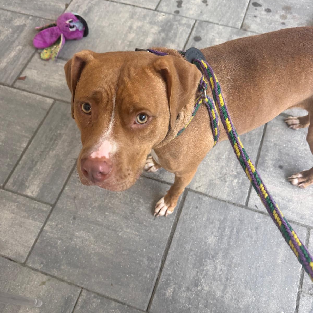 Enlarge Mini, a Adoptable mixed breed in Benton Harbor, MI image 2/5