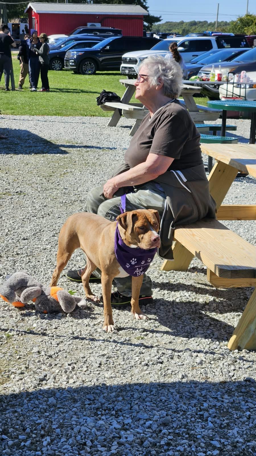Enlarge Mini, a Adoptable mixed breed in Benton Harbor, MI image 5/5