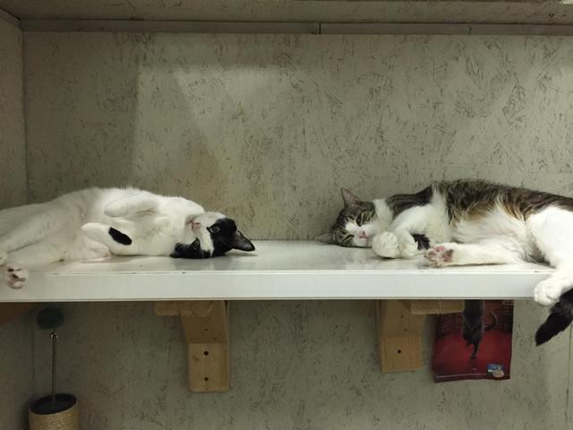 Marco, Adoptable, Senior Male Domestic Short Hair.