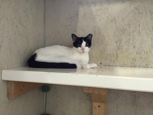 Marco, a Adoptable mixed breed in St. James City, FL image 3/3