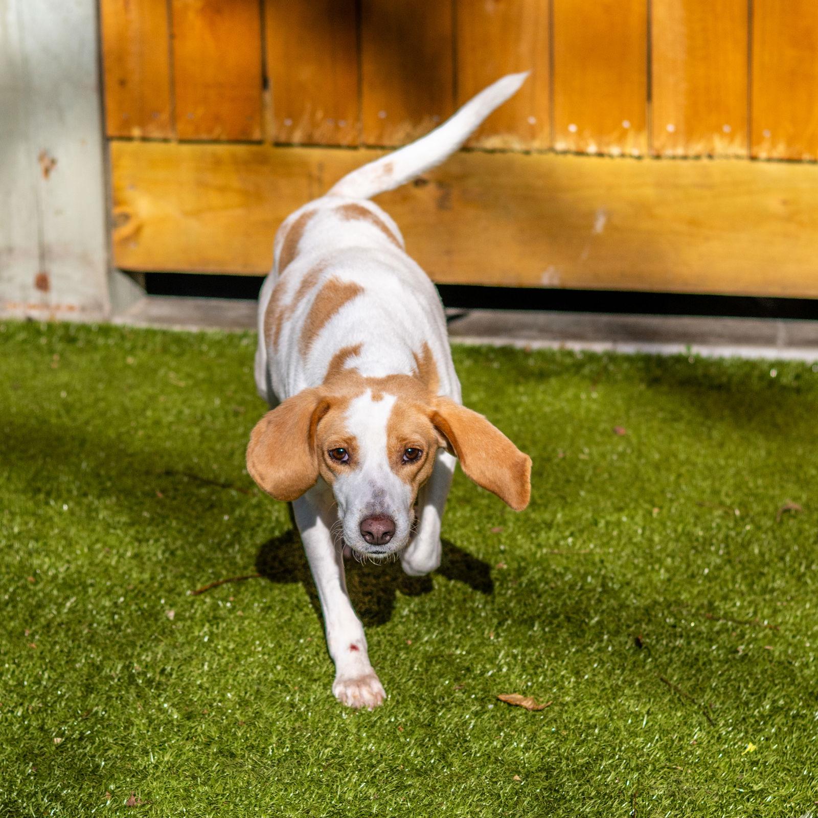 Tammy, Adoptable, Adult Female Hound.