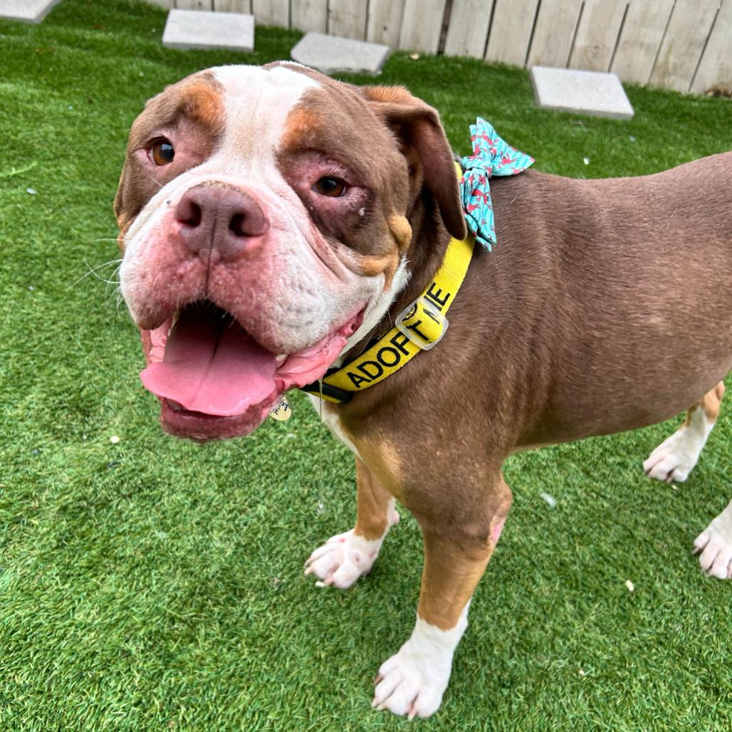 Enlarge Princeton (Reduced Rover), a Adoptable English Bulldog in New Orleans, LA image 1/6