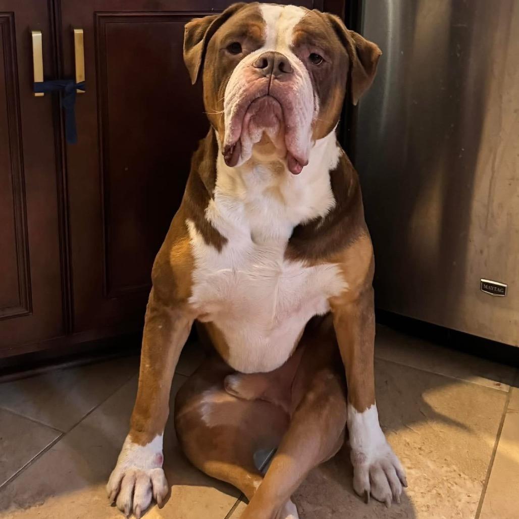 Enlarge Princeton (Reduced Rover), a Adoptable English Bulldog in New Orleans, LA image 2/6