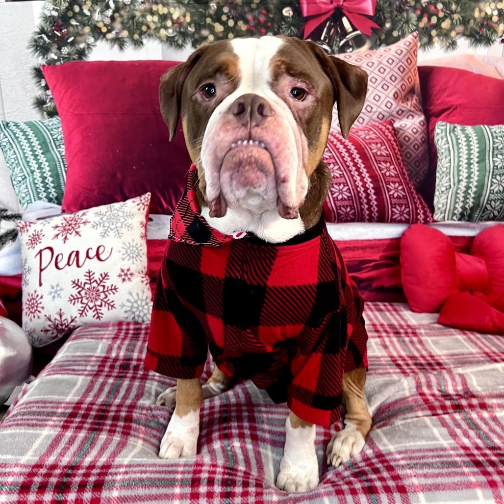 Princeton (Reduced Rover)