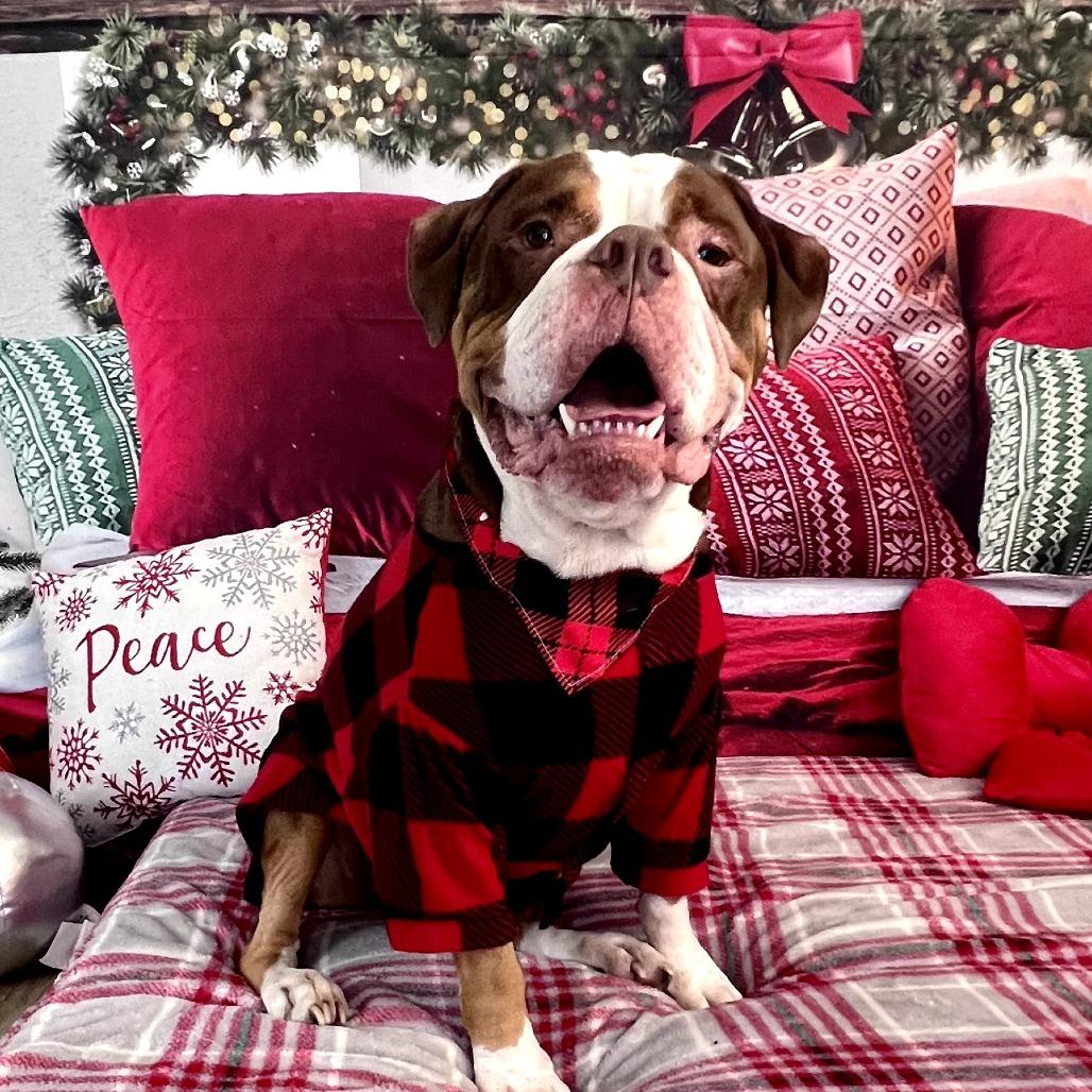 Princeton (Reduced Rover) — thumbnail 2