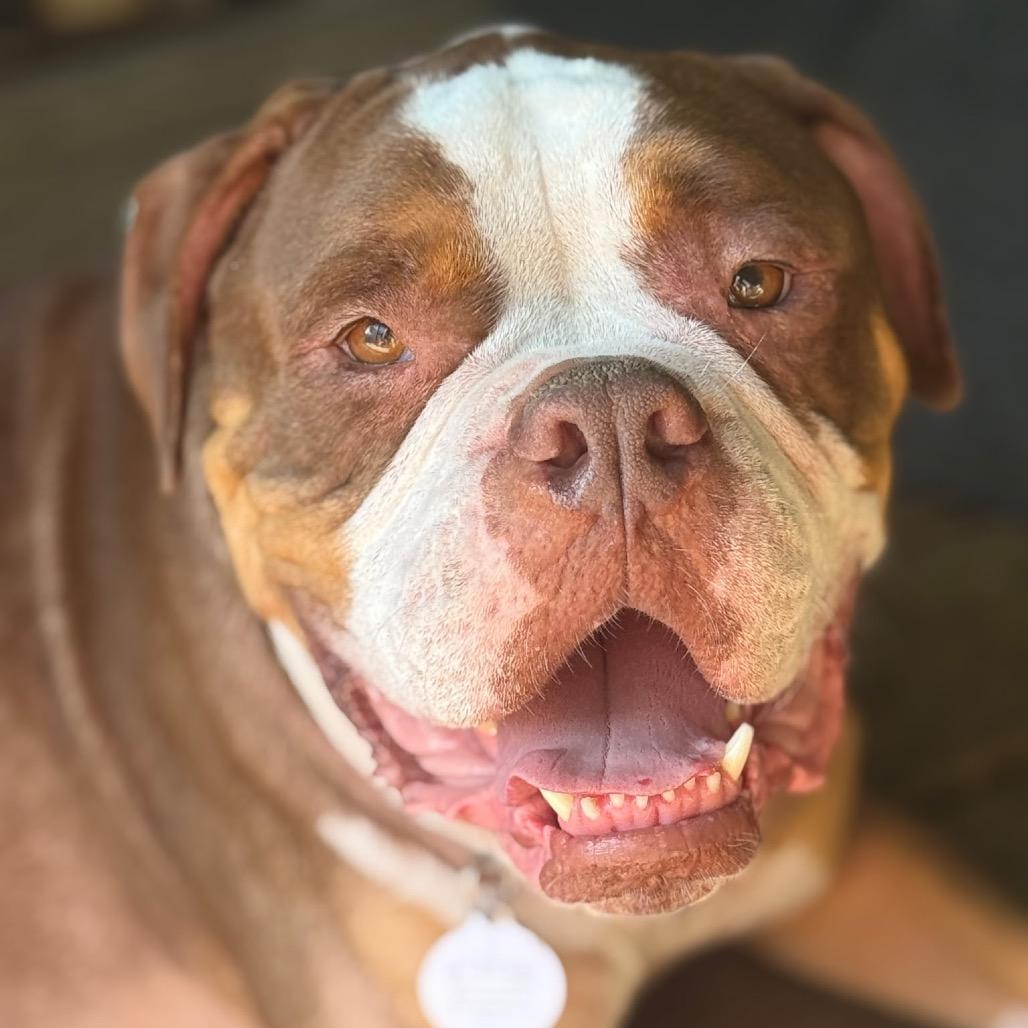 Enlarge Princeton (Reduced Rover), a Adoptable English Bulldog in New Orleans, LA image 4/6