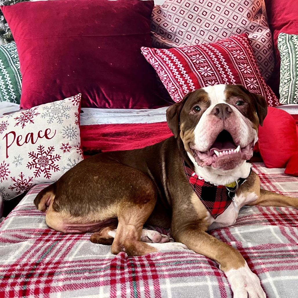 Enlarge Princeton (Reduced Rover), a Adoptable English Bulldog in New Orleans, LA image 5/6