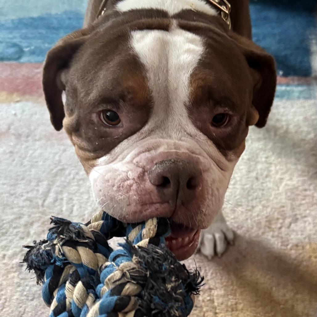 Enlarge Princeton (Reduced Rover), a Adoptable English Bulldog in New Orleans, LA image 6/6