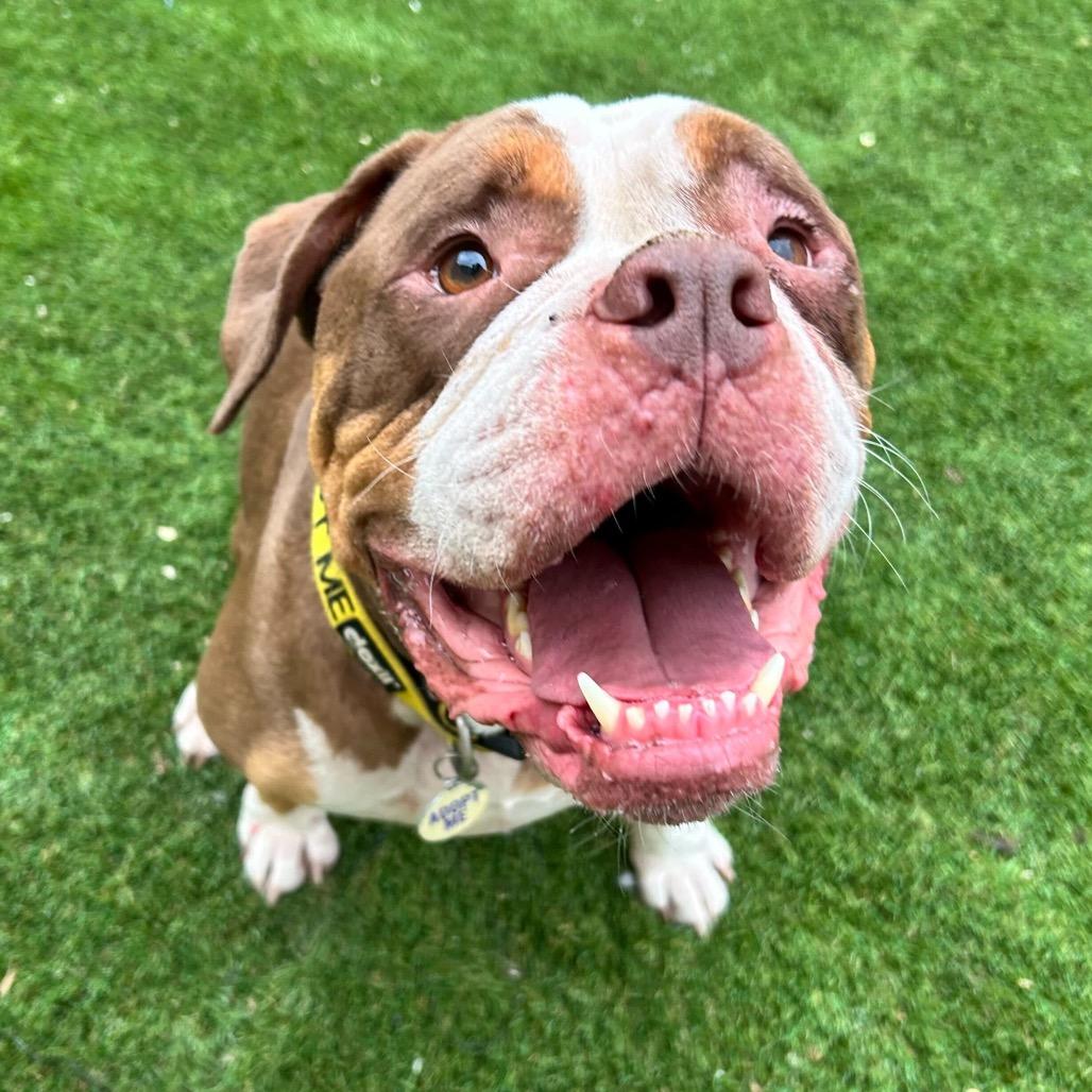 Enlarge Princeton (Reduced Rover), a Adoptable English Bulldog in New Orleans, LA image 3/6