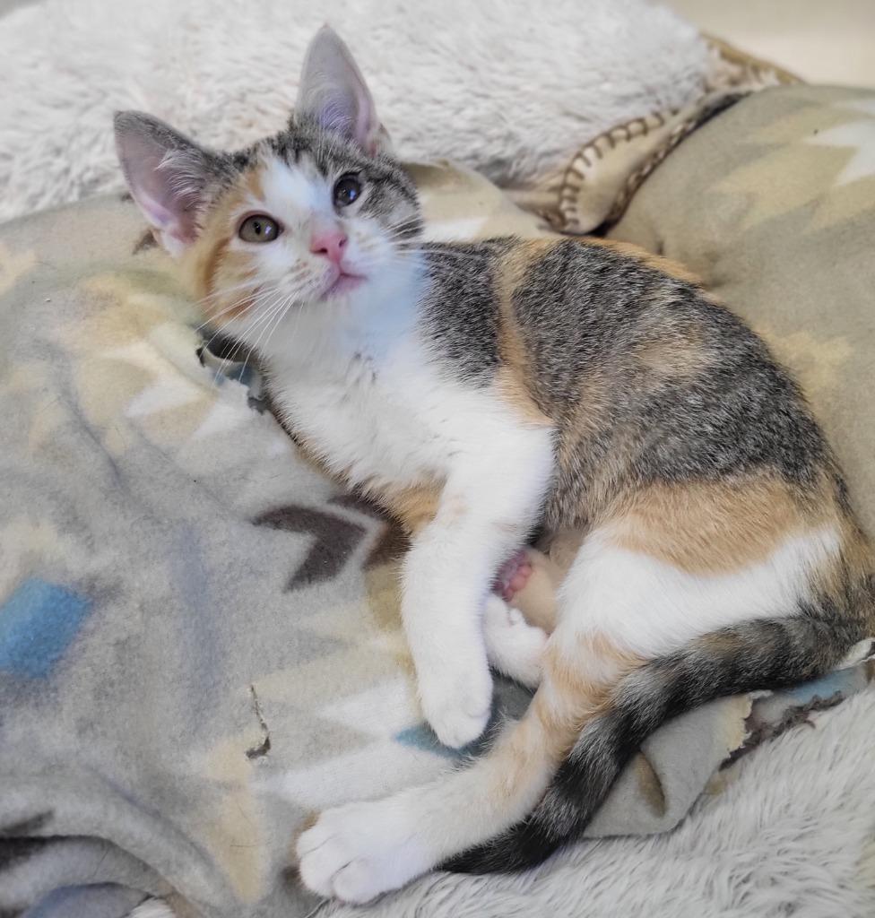 Enlarge Chrissie Hynde, a Adoptable mixed breed in Bloomington, IN image 2/2