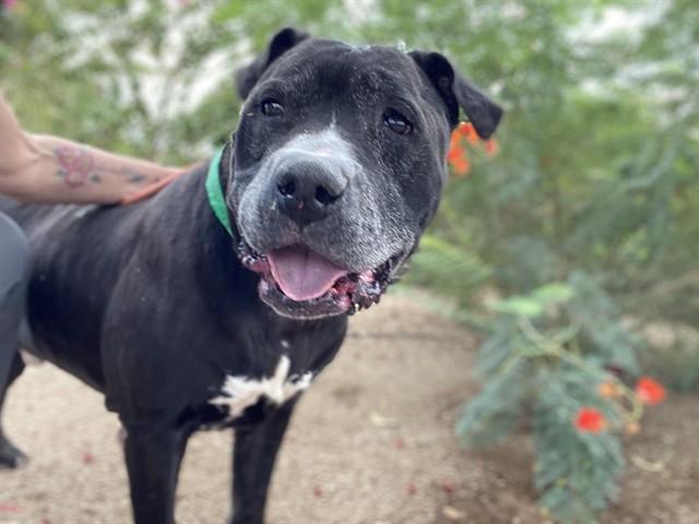 Enlarge MAYOR WEST, a Adoptable mixed breed in Phoenix, AZ image 1/1