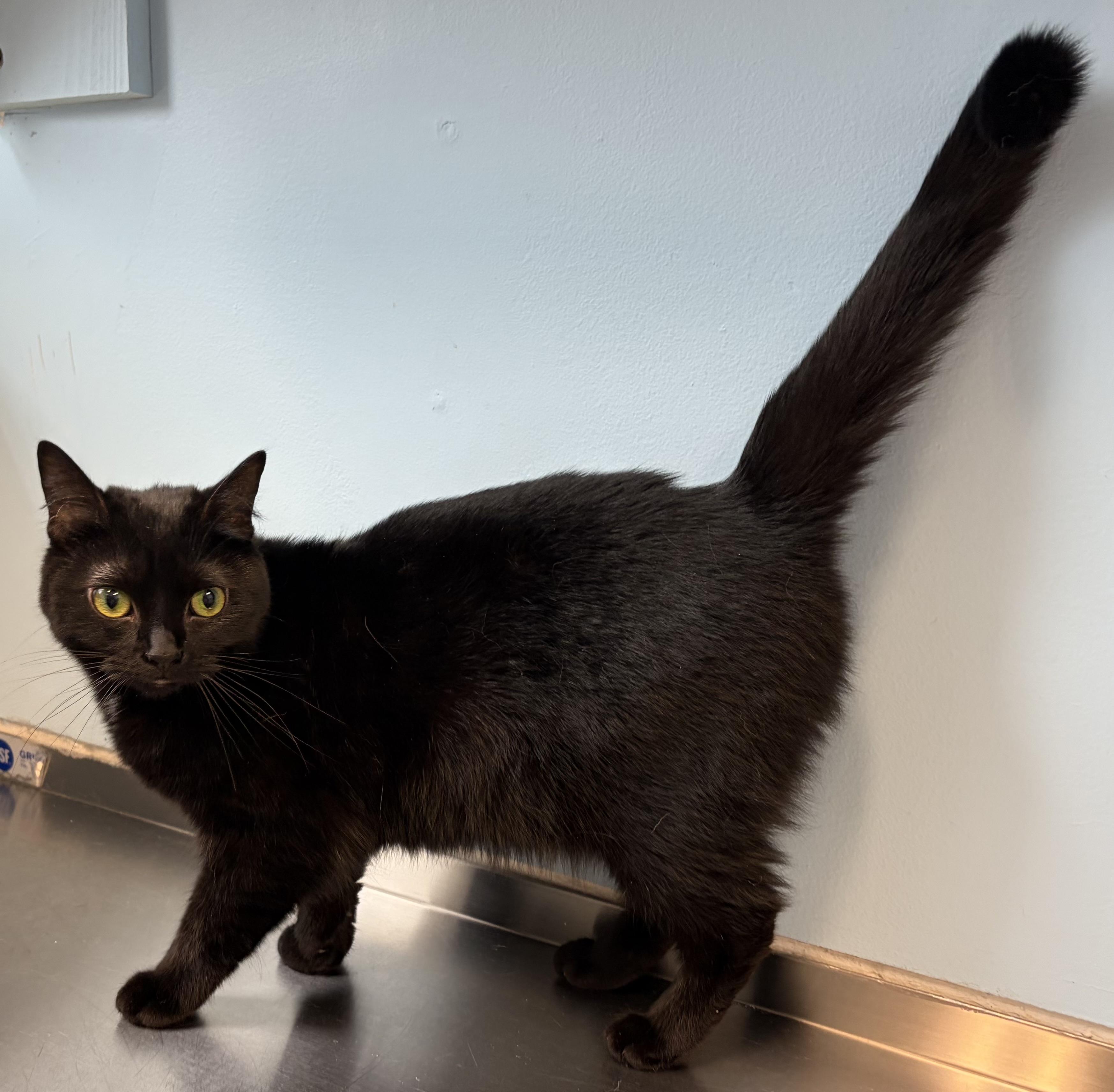 Enlarge Lil Tip and Lil Tot, an adopted Domestic Short Hair in Lincoln, MI image 2/2