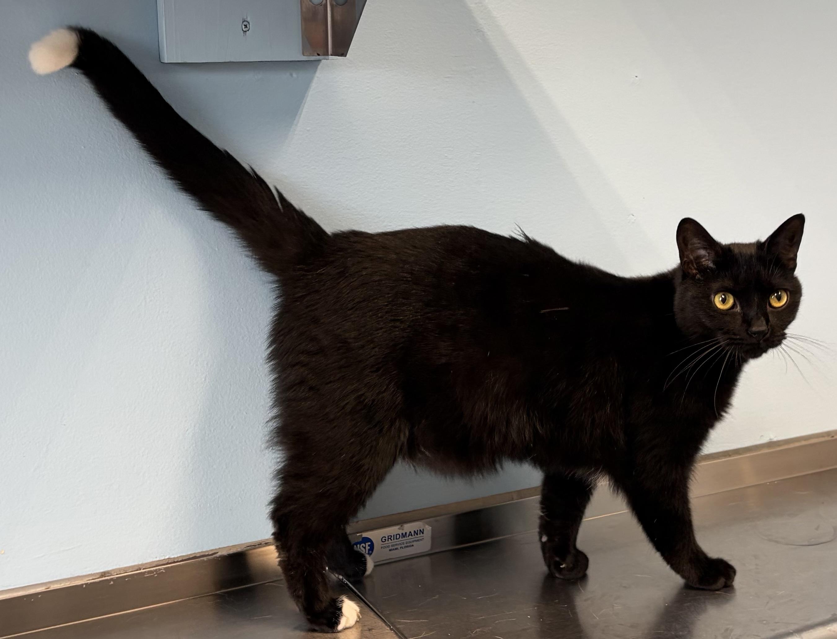 Lil Tip and Lil Tot, ADOPTABLE, Young Female Domestic Short Hair.