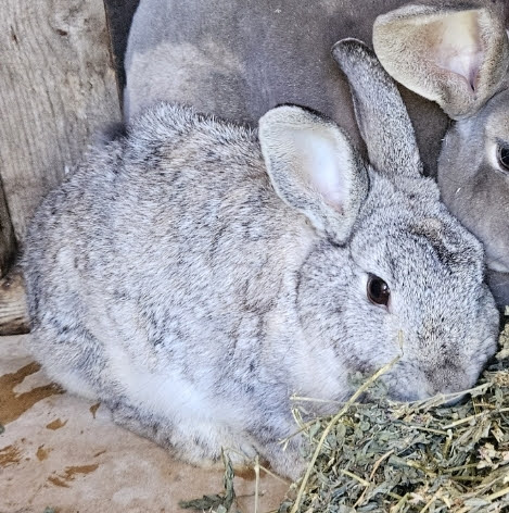 Mania, Adult Female Netherland Dwarf
