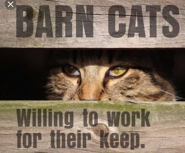 Barn cats, a Adoptable Domestic Short Hair in Columbia, SC image 1/2