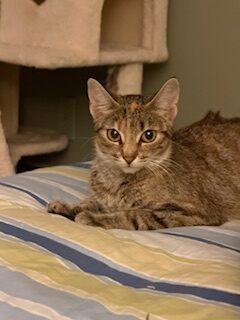 Priya, Adoptable, Young Female Domestic Short Hair.