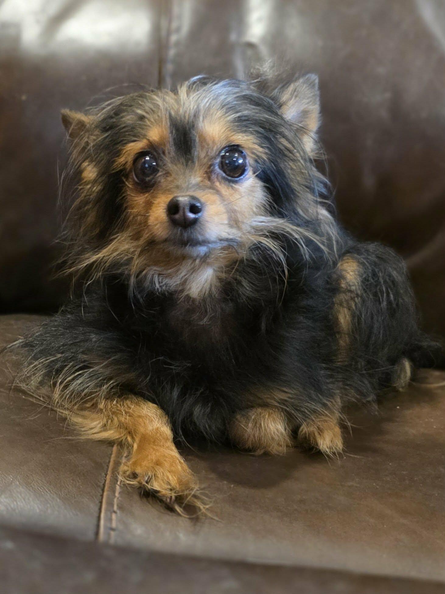 Emma Garden, Adopted, Adult Female Yorkshire Terrier & Chihuahua.
