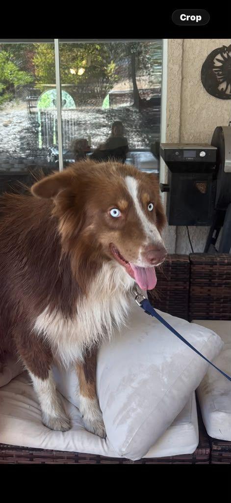 Enlarge Jack Jack, a Adoptable Australian Shepherd in Coarsegold, CA image 3/3