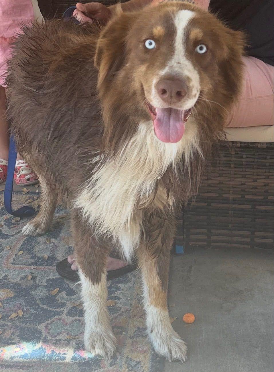 Enlarge Jack Jack, a Adoptable Australian Shepherd in Coarsegold, CA image 2/3