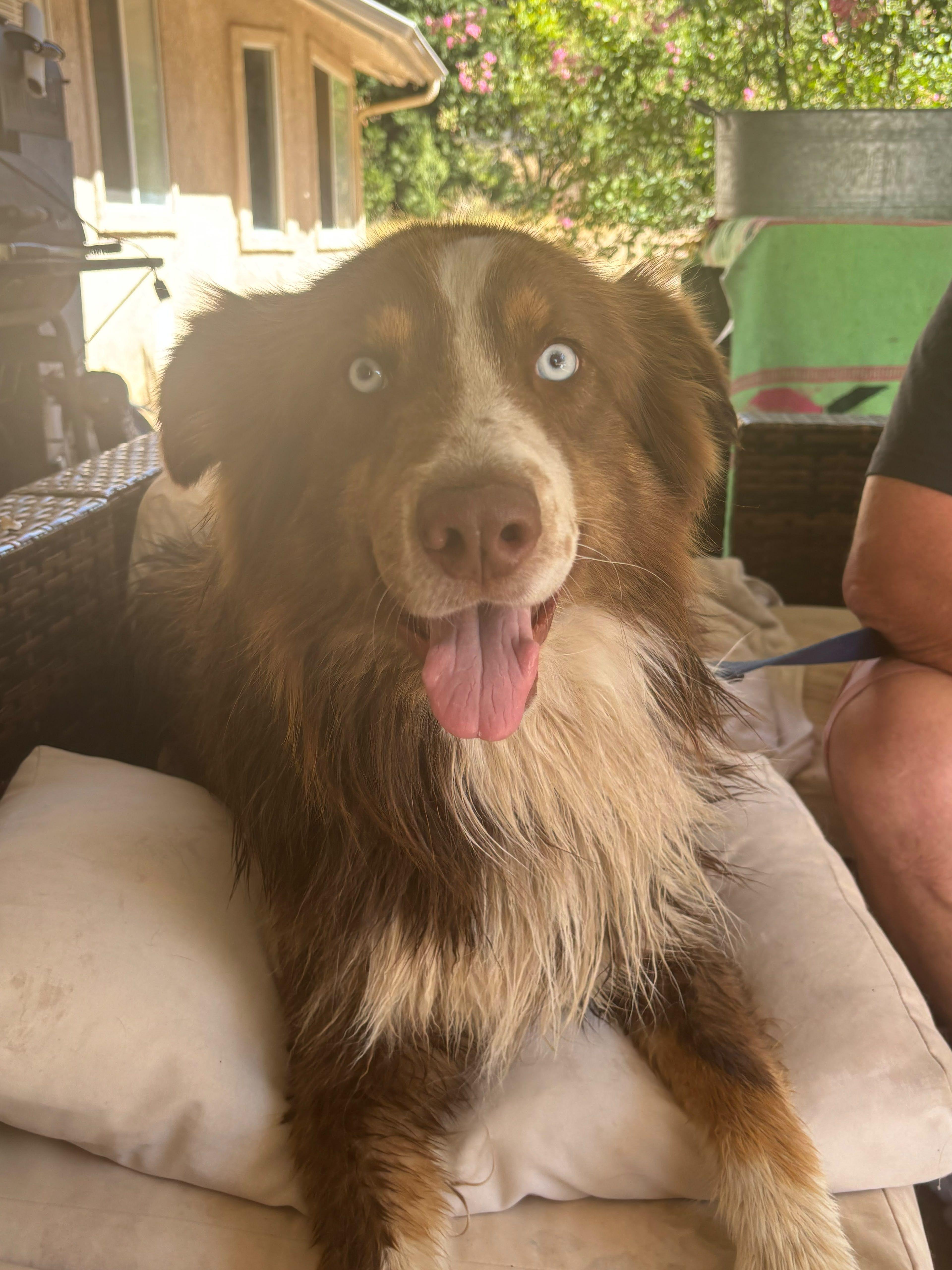 Enlarge Jack Jack, a Adoptable Australian Shepherd in Coarsegold, CA image 1/3