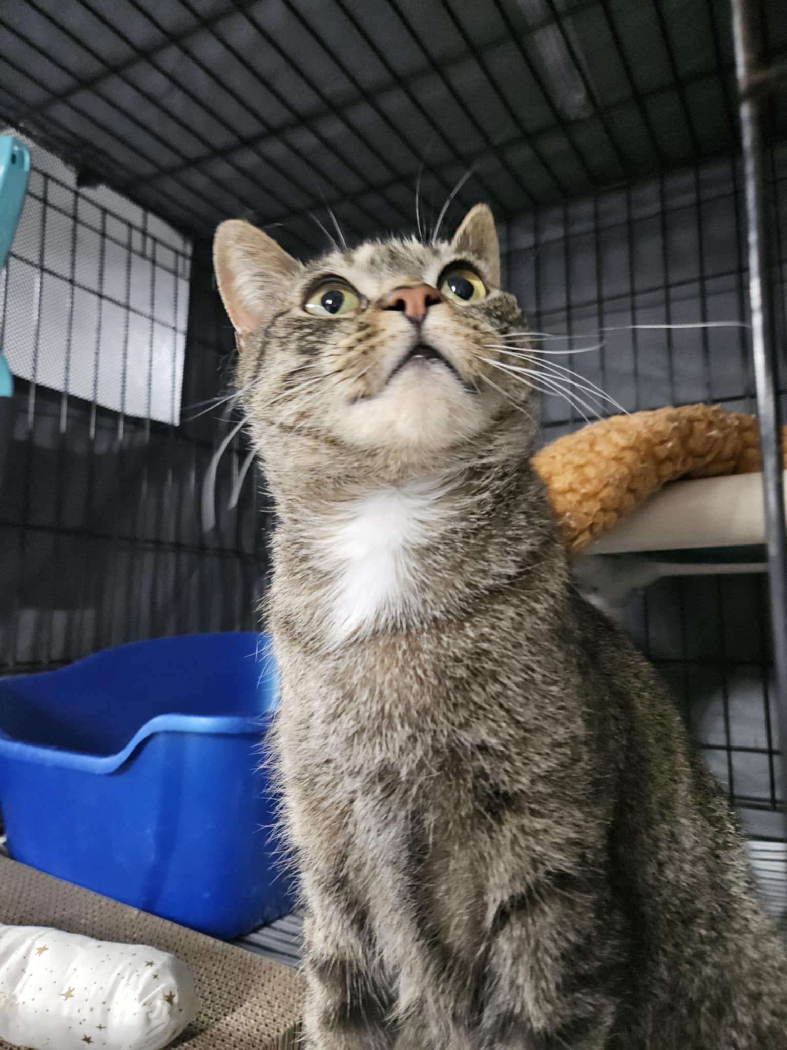 Enlarge Eleanor, a Adoptable Domestic Short Hair in Hillside, NJ image 5/6