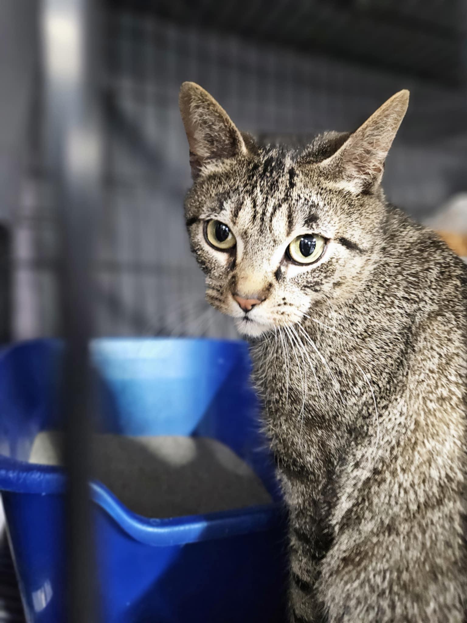 Enlarge Eleanor, a Adoptable Domestic Short Hair in Hillside, NJ image 4/6