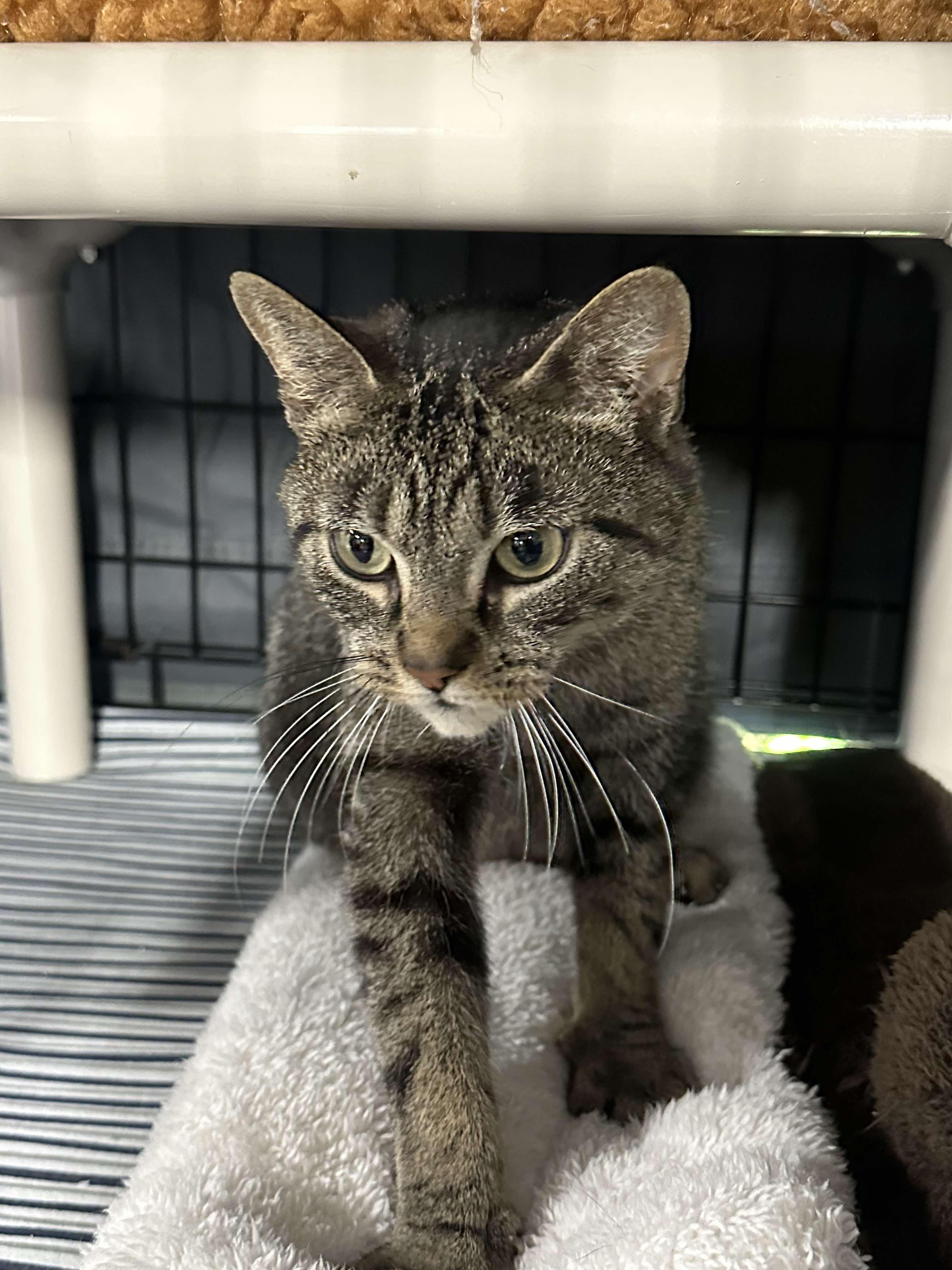 Enlarge Eleanor, a Adoptable Domestic Short Hair in Hillside, NJ image 6/6