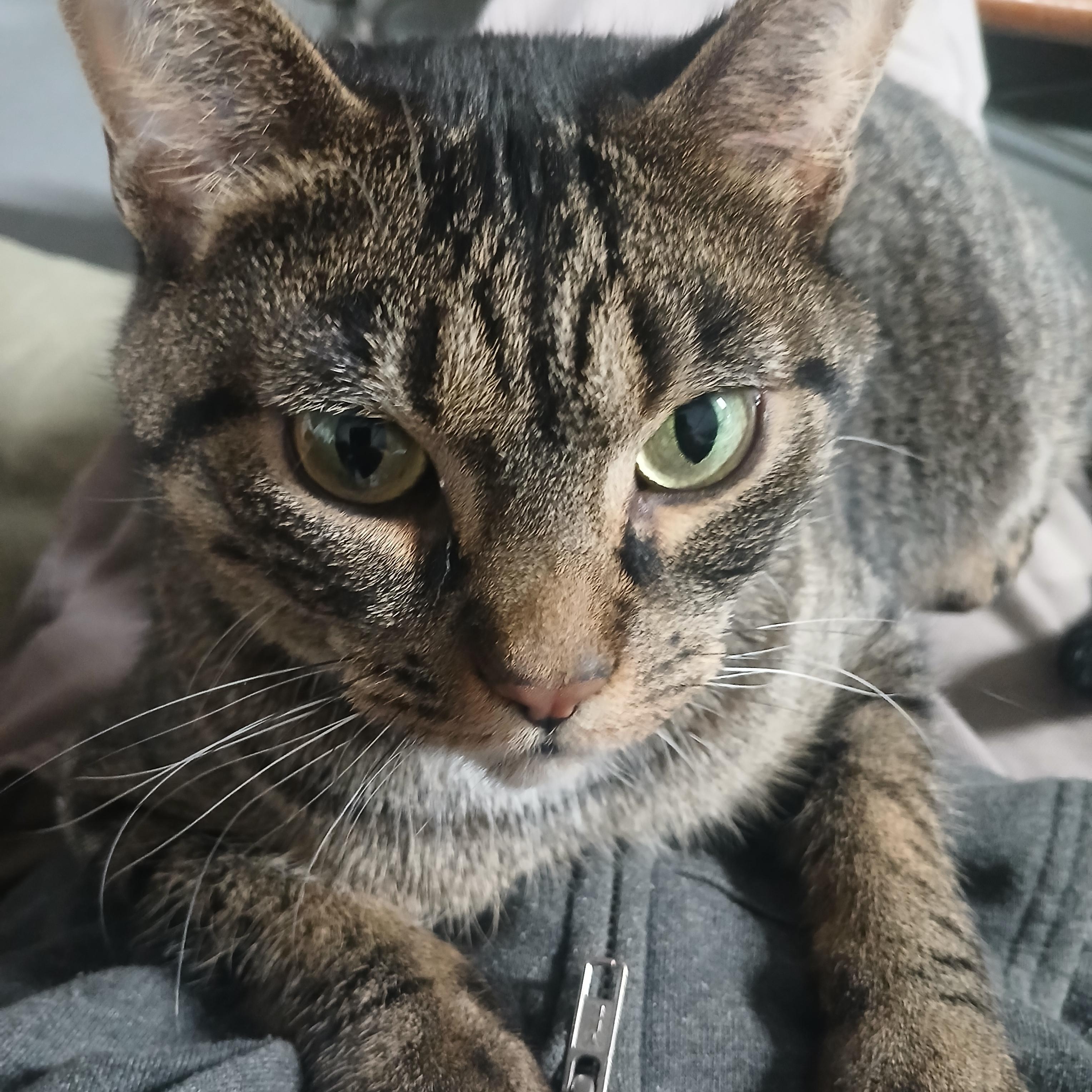 Enlarge Eleanor, a Adoptable Domestic Short Hair in Hillside, NJ image 1/6