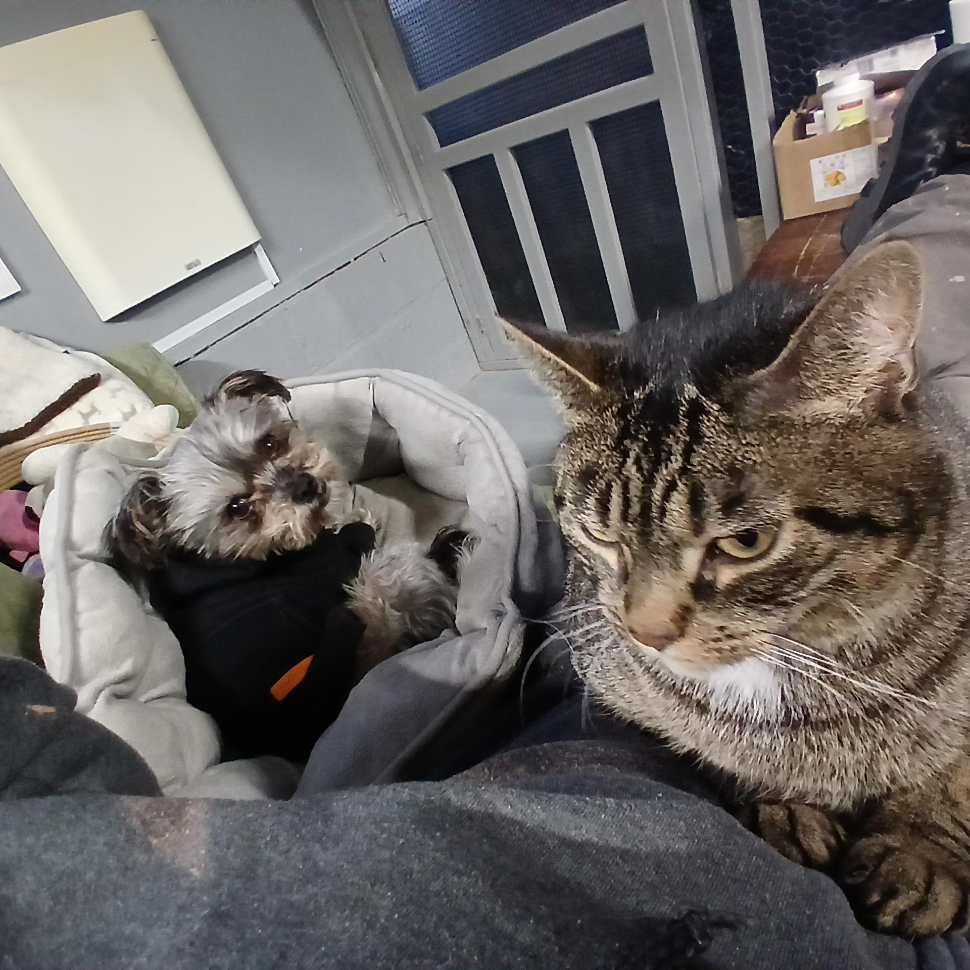 Enlarge Eleanor, a Adoptable Domestic Short Hair in Hillside, NJ image 2/6