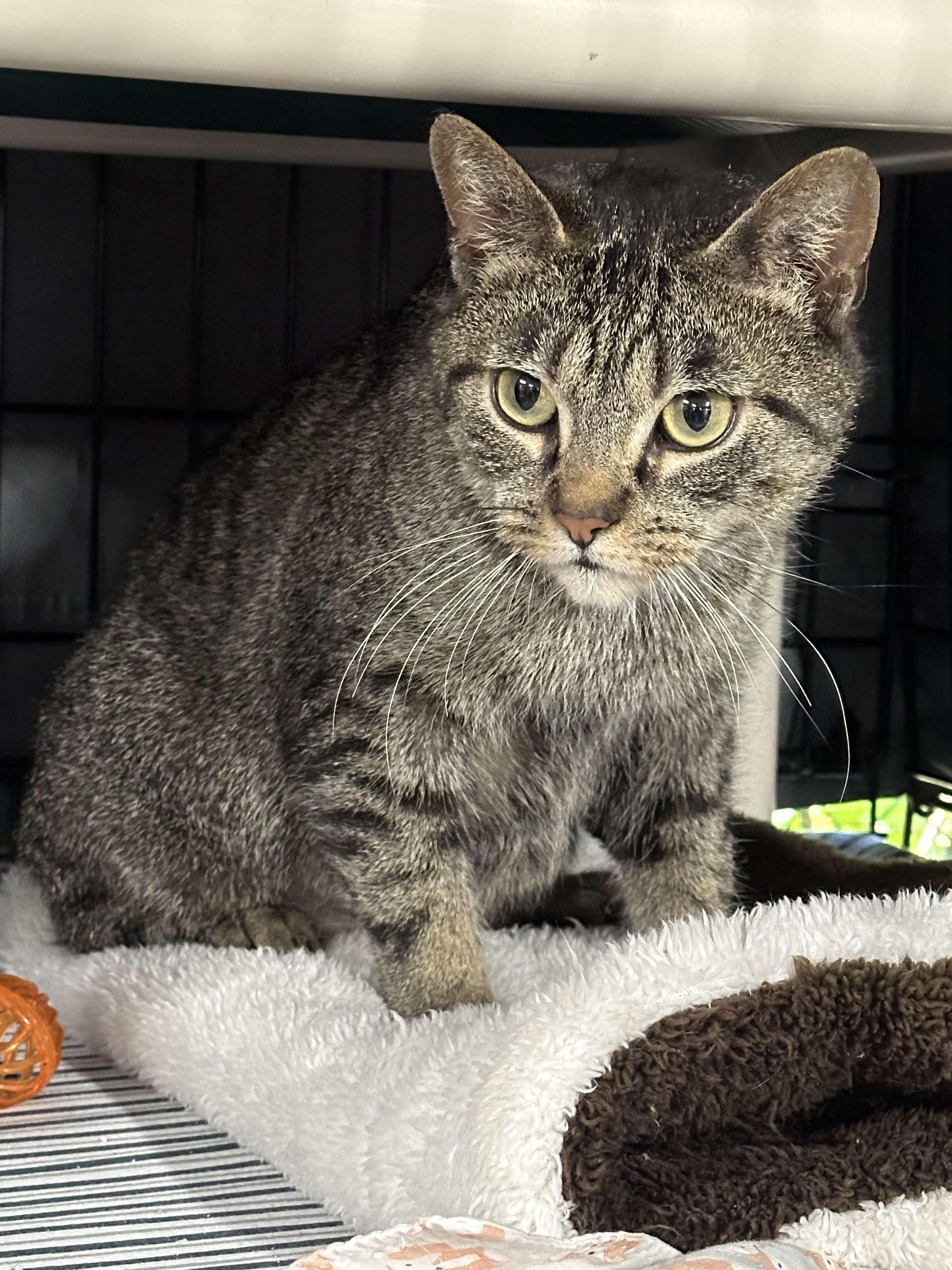 Eleanor, Adoptable, Adult Female Domestic Short Hair.