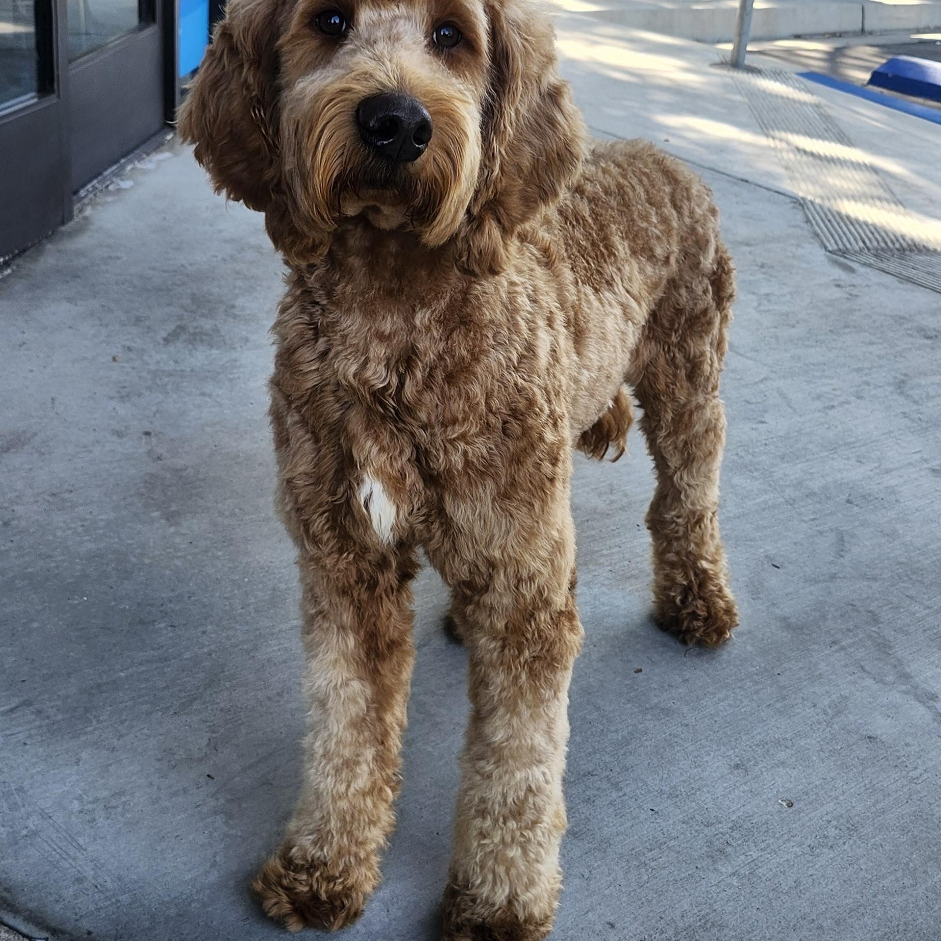Charlie, an adoptable Goldendoodle in Torrance, CA, 90505 | Photo Image 1