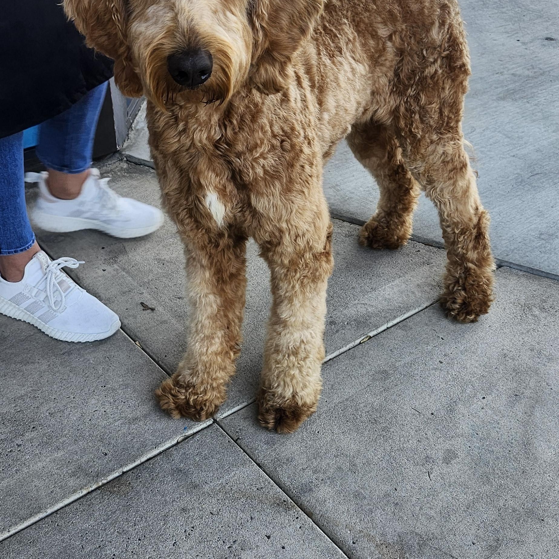 Charlie, an adoptable Goldendoodle in Torrance, CA, 90505 | Photo Image 3