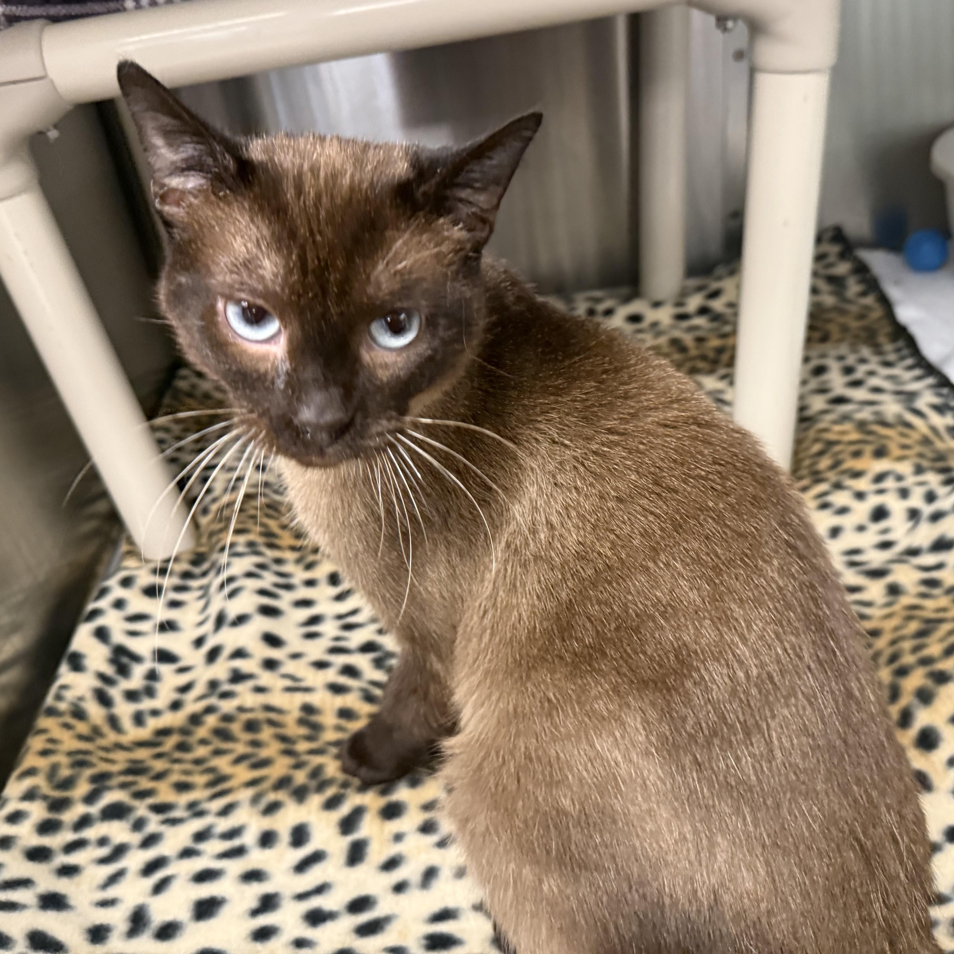Enlarge RAJA, a Adoption Pending mixed breed in La Crescent, MN image 2/4