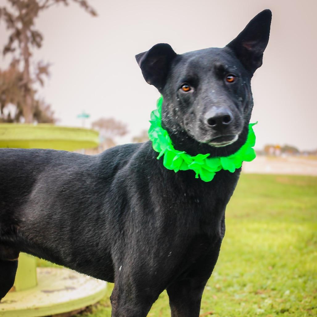 Chesty — thumbnail 2