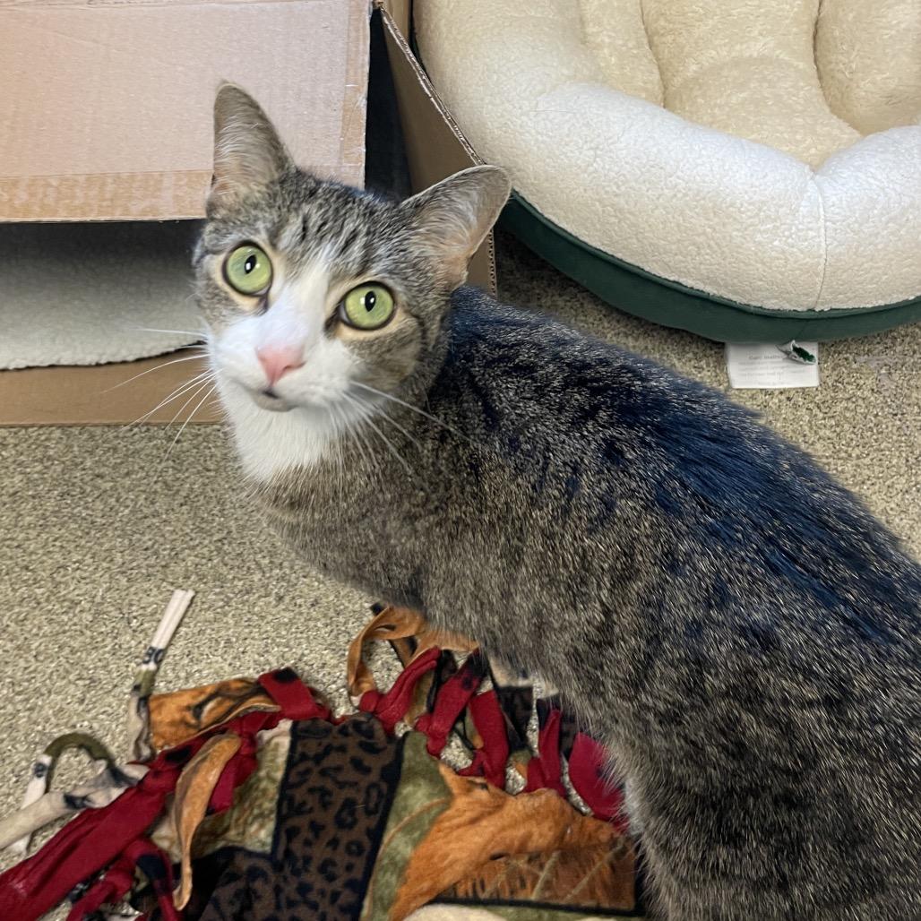 Enlarge Lulu, a Adoptable mixed breed in Chicago, IL image 1/6