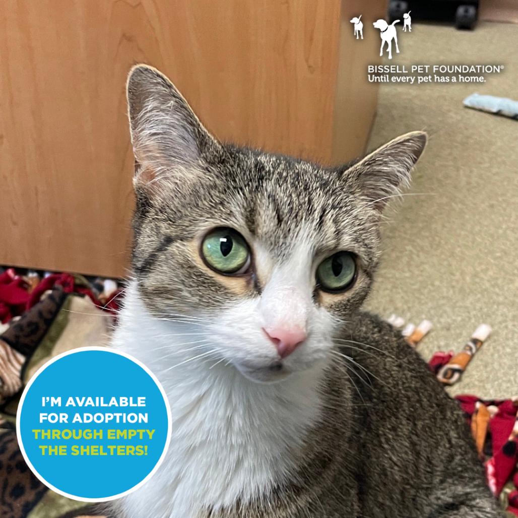 Enlarge Lulu, a Adoptable mixed breed in Chicago, IL image 2/6