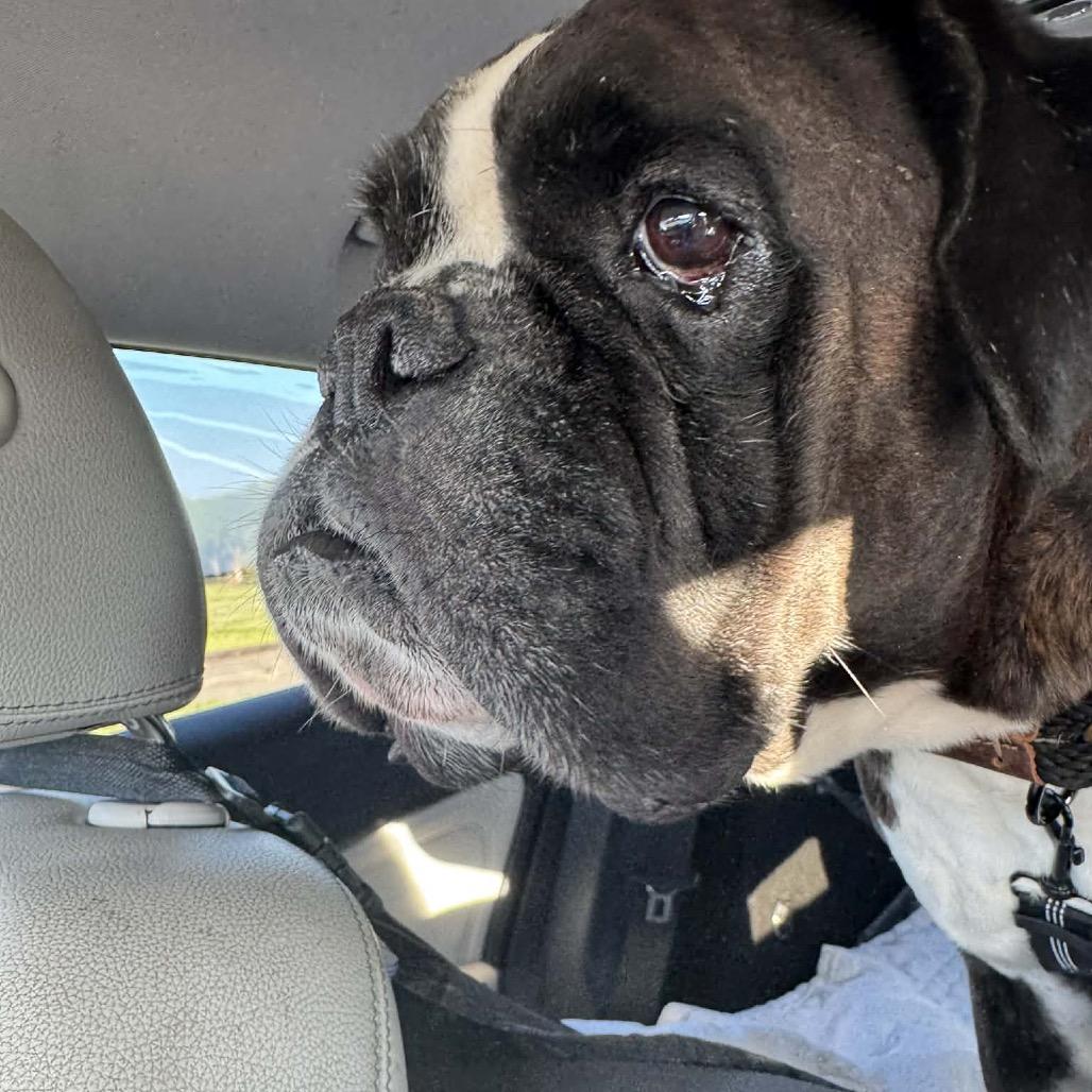 Enlarge Blockbuster, a ADOPTABLE Boxer in Tallahassee, FL image 1/1