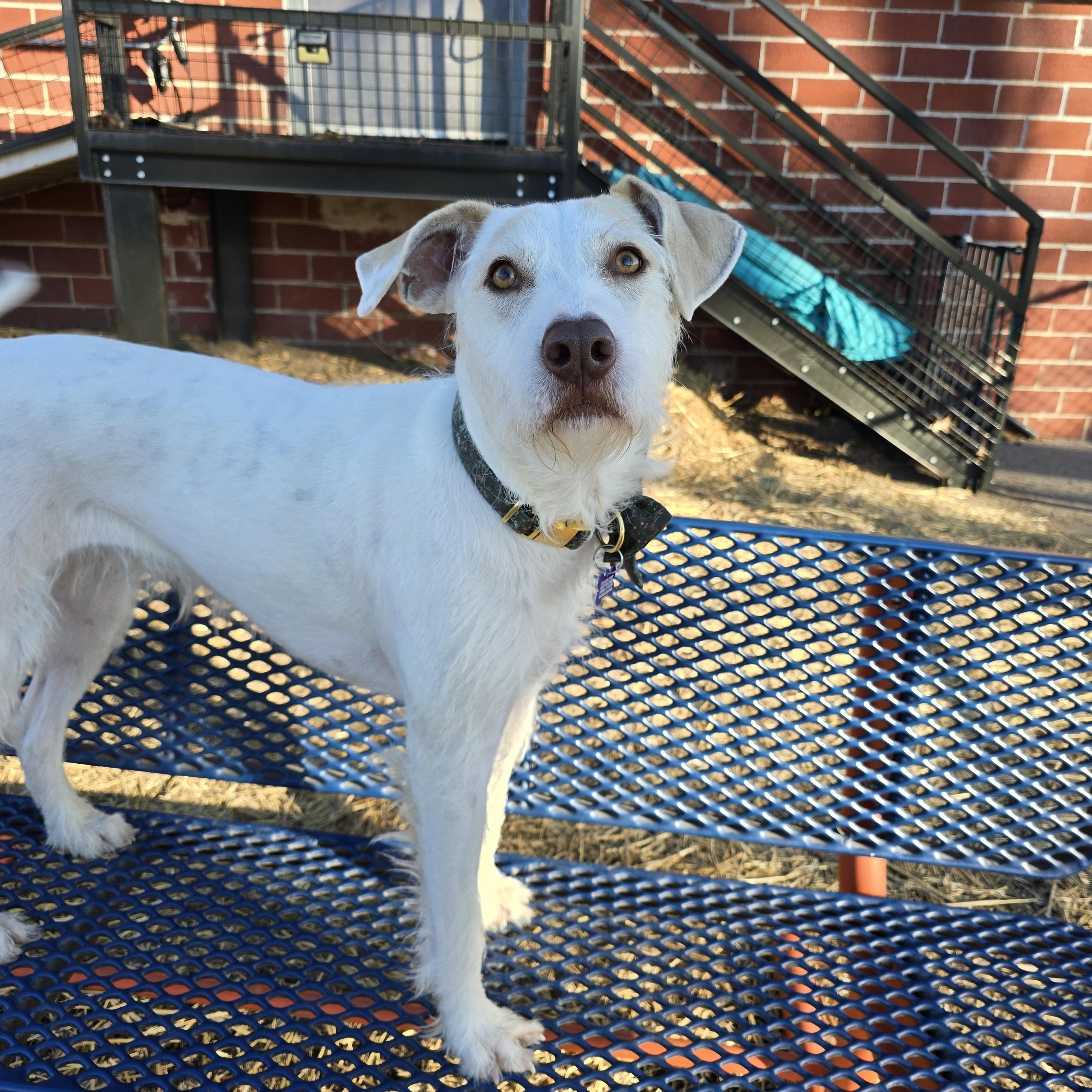 Enlarge Hazel, a ADOPTABLE Mixed Breed in Des Moines, IA image 2/4