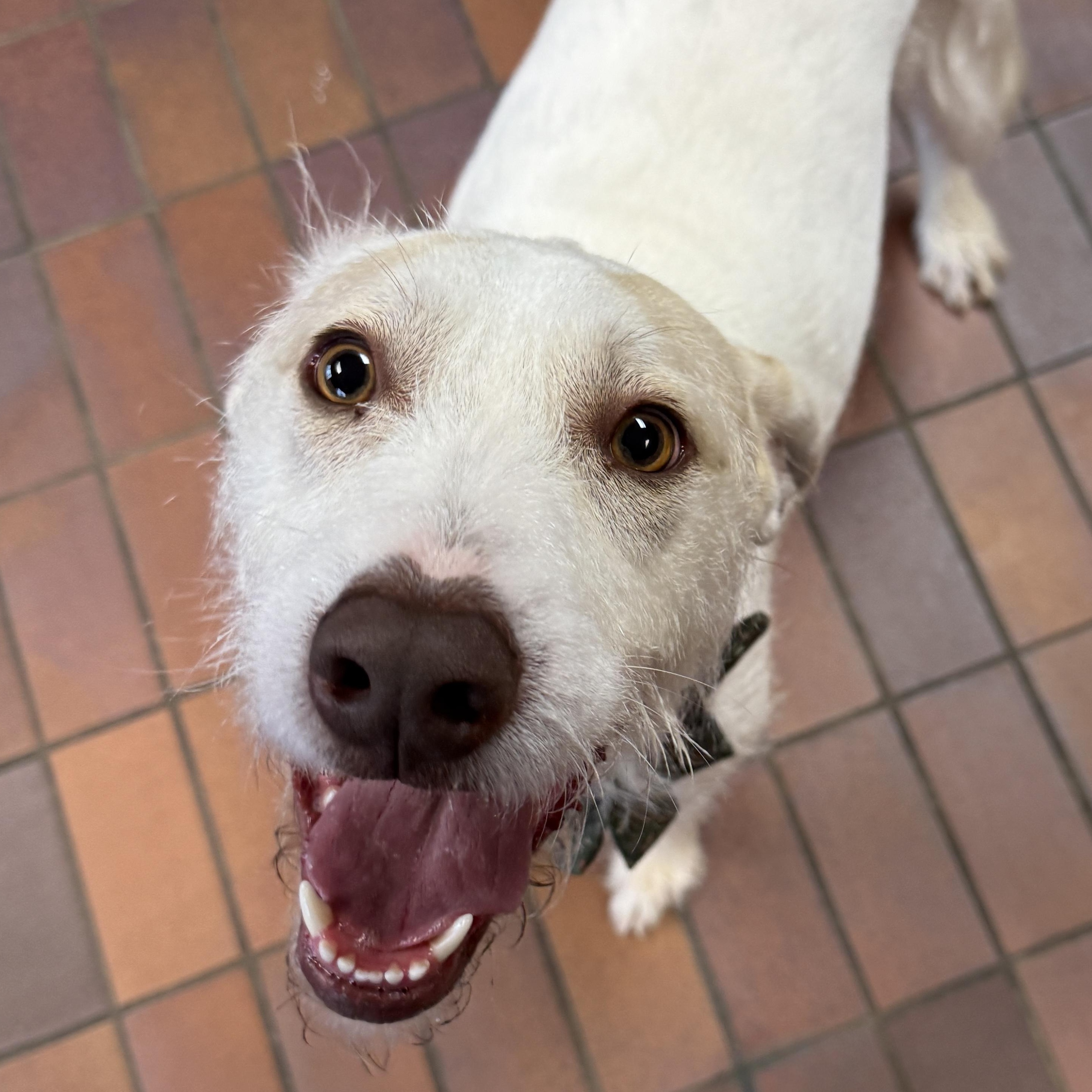 Enlarge Hazel, a ADOPTABLE Mixed Breed in Des Moines, IA image 3/4