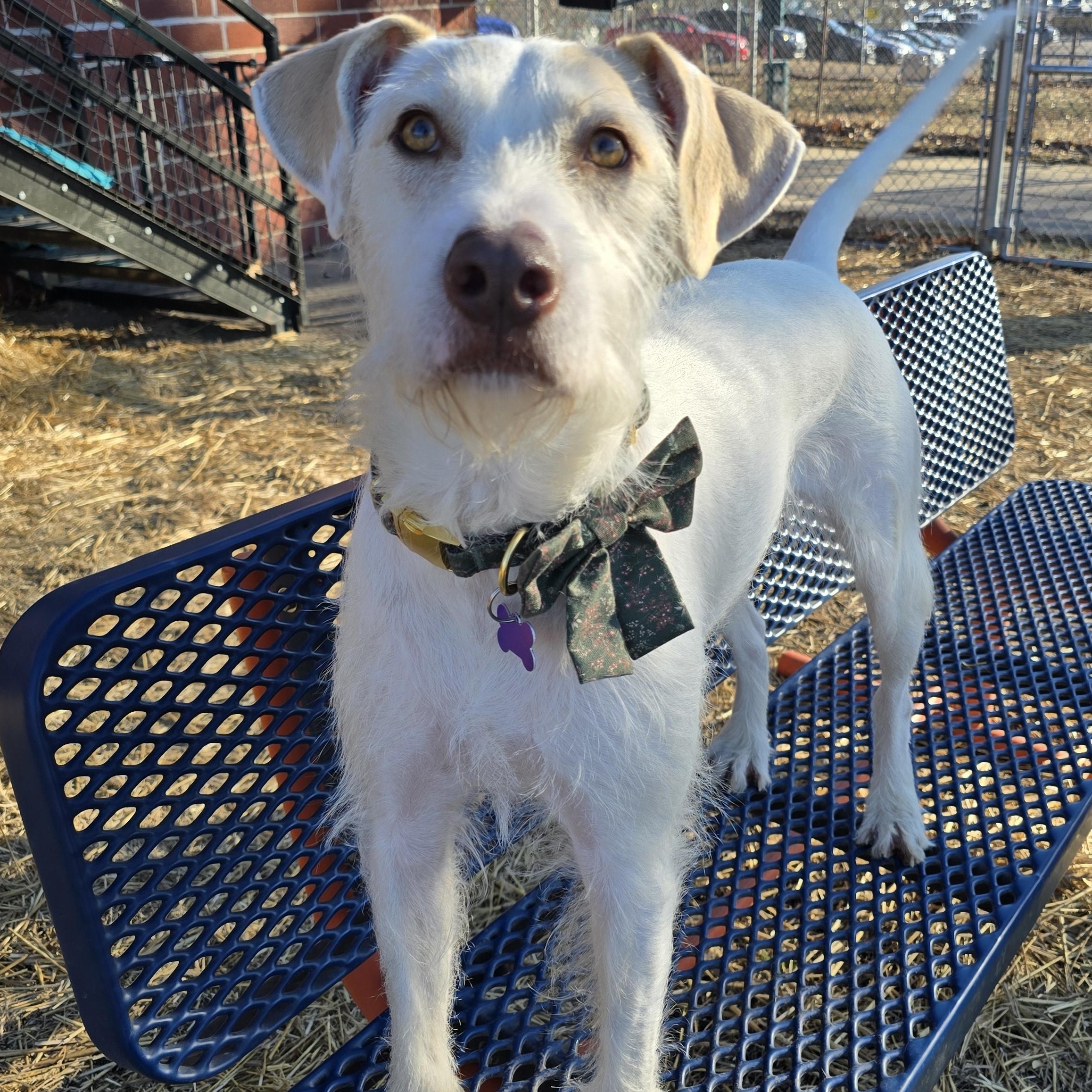 Hazel, ADOPTABLE, Young Female Mixed Breed.